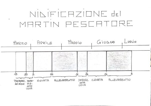 Nidificazione del Martin pescatore